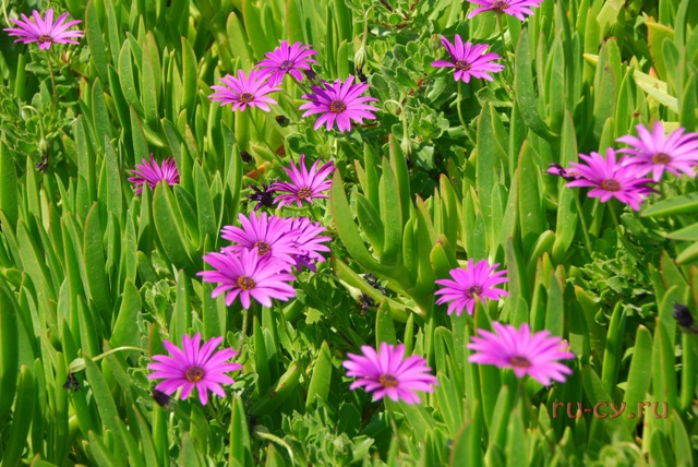 цветы в Айя-Напе